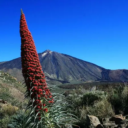 El Perenquen * Santa Cruz de Tenerife
